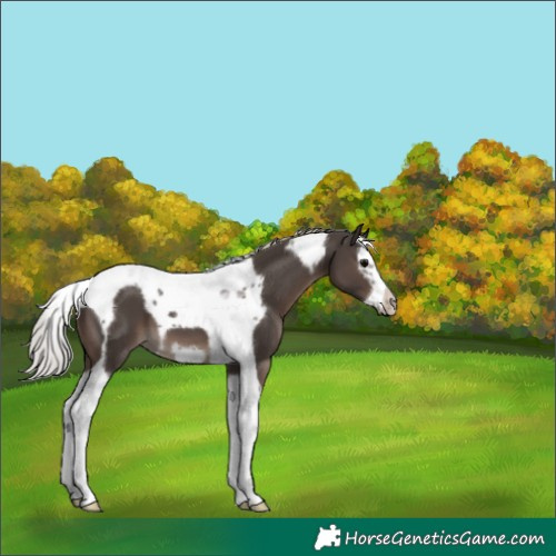 Horse Color:Silver Black Splash Tobiano Frame 