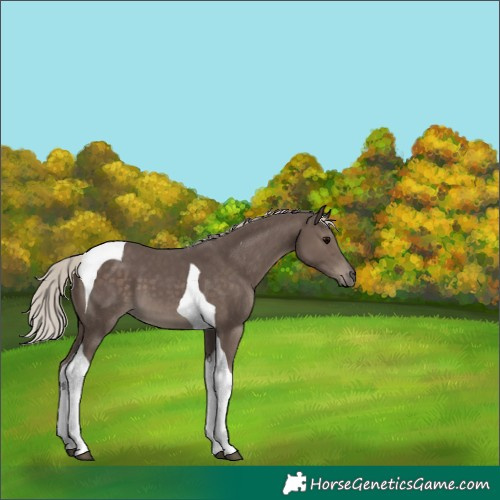 Horse Color:Silver Black Tobiano 