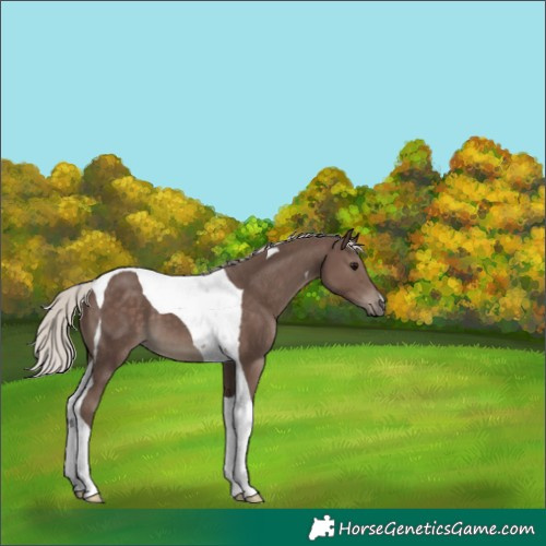 Horse Color:Silver Black Tobiano 