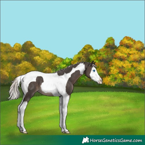 Horse Color:Silver Black Splash Tobiano 