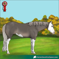 Horse Color:Silver Black Splash