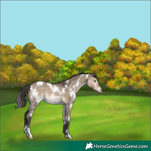 Horse Color:White Spotted Brown Dun Rabicano 