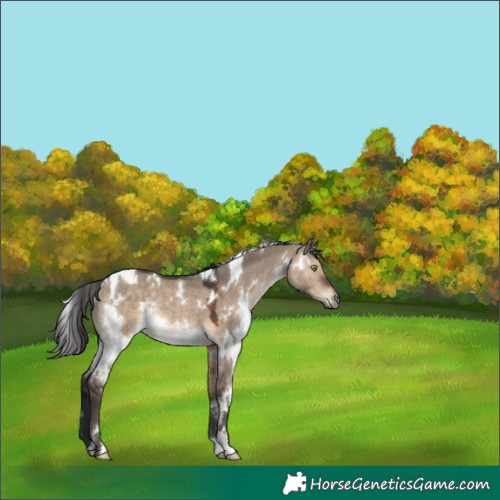 Horse Color:White Spotted Brown Dun Rabicano 