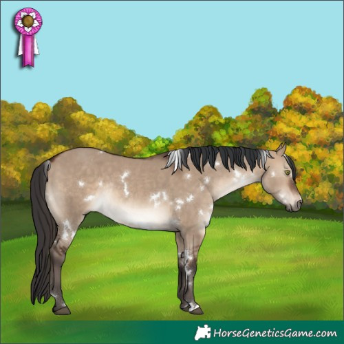 Horse Color:White Spotted Brown Dun Rabicano 