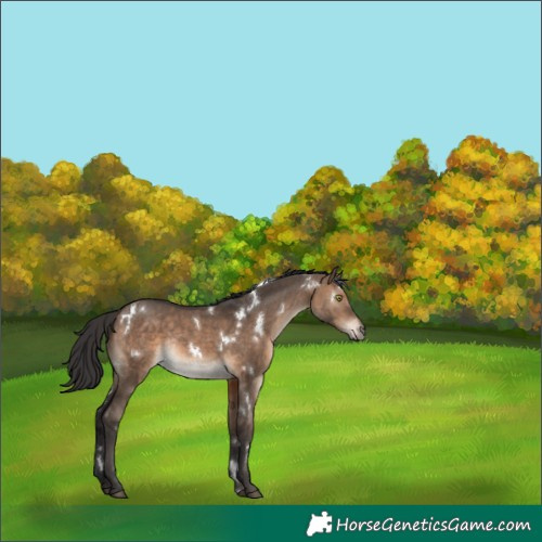 Horse Color:White Spotted Brown Dun Rabicano 