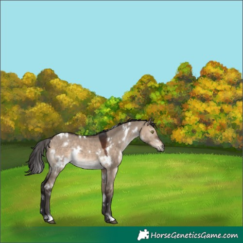 Horse Color:White Spotted Brown Dun Rabicano 