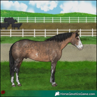 Horse Color:Brown Dun Sabino Rabicano
