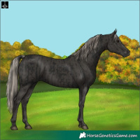 Horse Color:Gray Black  and Gray Silver Black 