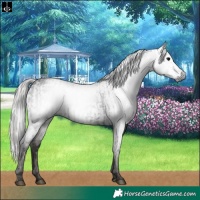 Horse Color:Gray Black  and Gray Silver Black 