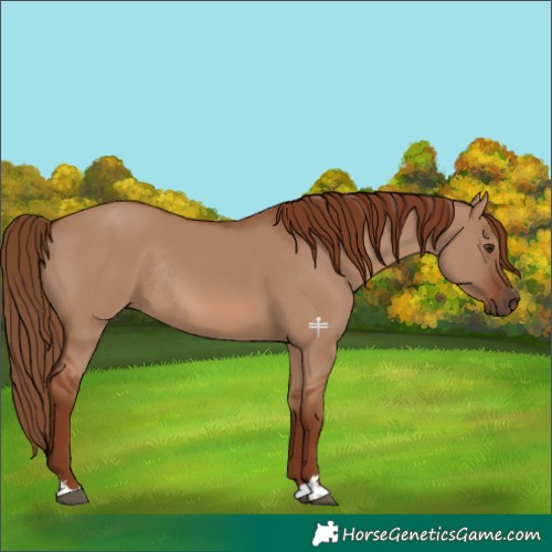 Horse Color:Red Dun Rabicano 