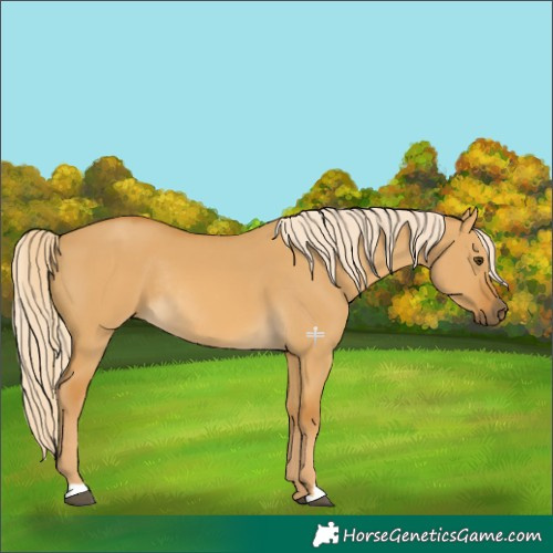 Horse Color:Palomino Dun Rabicano 