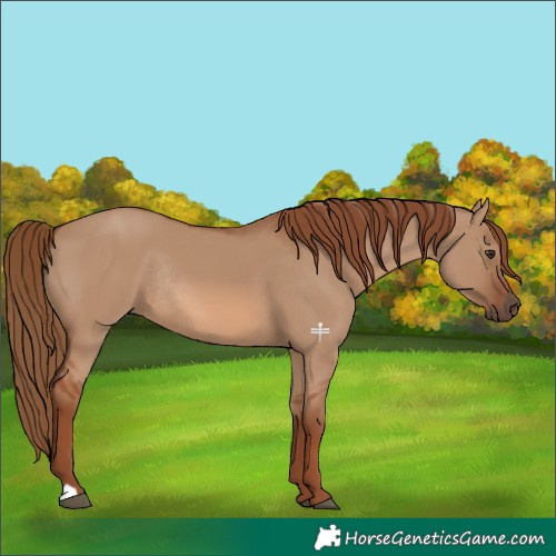 Horse Color:Red Dun Rabicano 