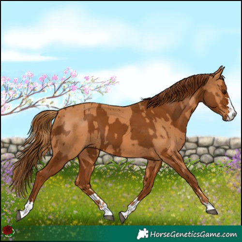 Horse Color:Chestnut and Gray Chestnut