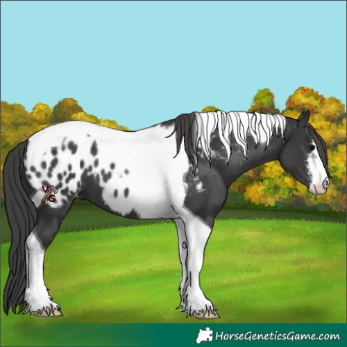 Horse Color:Unknown 
