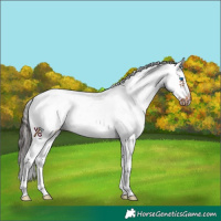Horse Color:White Spotted Bay Splash Frame