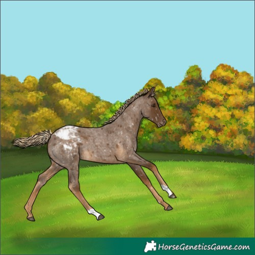 Horse Color:Chocolate Palomino Roan Appaloosa