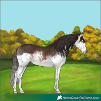 Horse Color:White Spotted Brown Splash 