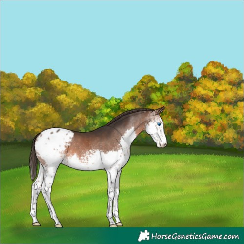 Horse Color:White Spotted Brown Splash Appaloosa 