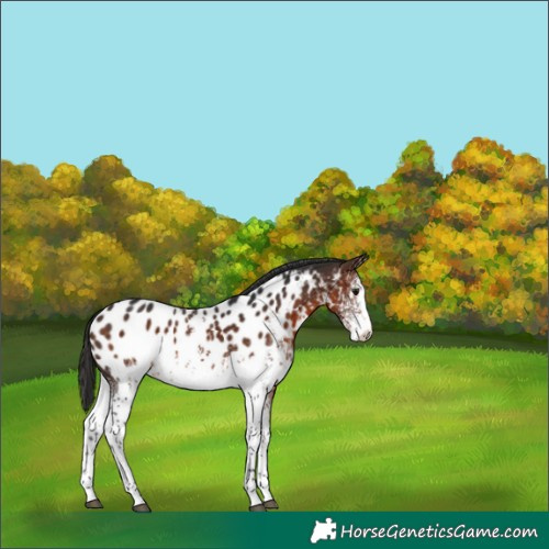 Horse Color:White Spotted Brown Appaloosa 