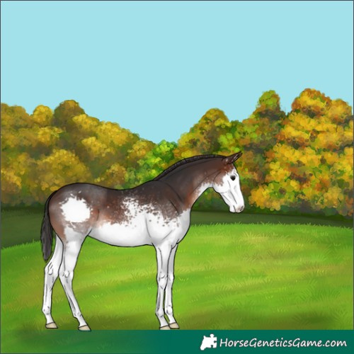 Horse Color:White Spotted Brown Splash 