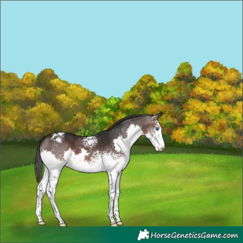 Horse Color:White Spotted Brown Splash Varnish 