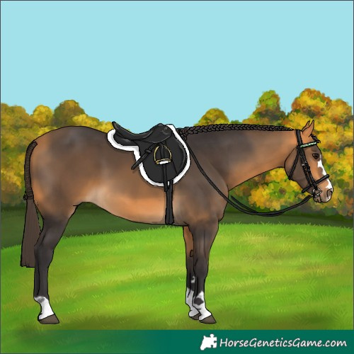 Horse Color:Buckskin 