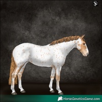 Horse Color:Chestnut Near Leopard 