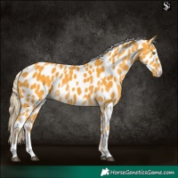 Horse Color:Palomino Appaloosa and Palomino Appaloosa