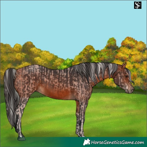 Horse Color:Silver Brown  and Bay 