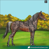 Horse Color:Silver Brown  and Bay 