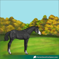 Horse Color:Black Sabino 
