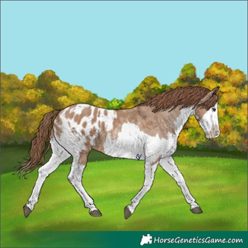 Horse Color:Red Dun Splash Appaloosa and Red Dun Splash Appaloosa