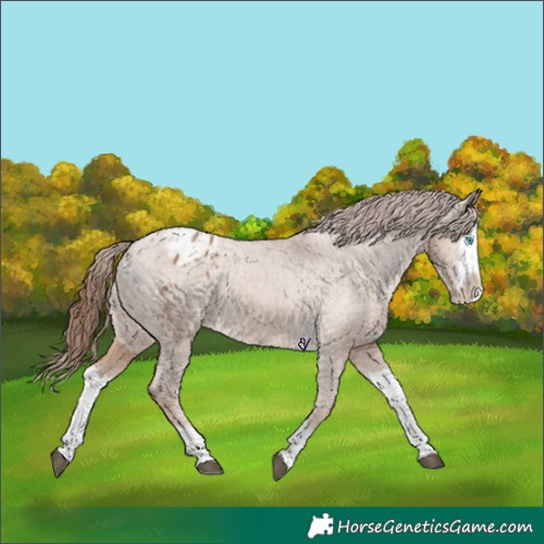 Horse Color:Red Dun Splash Appaloosa and Red Dun Splash Appaloosa