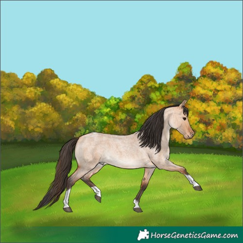 Horse Color:Bay Roan Dun Tobiano 