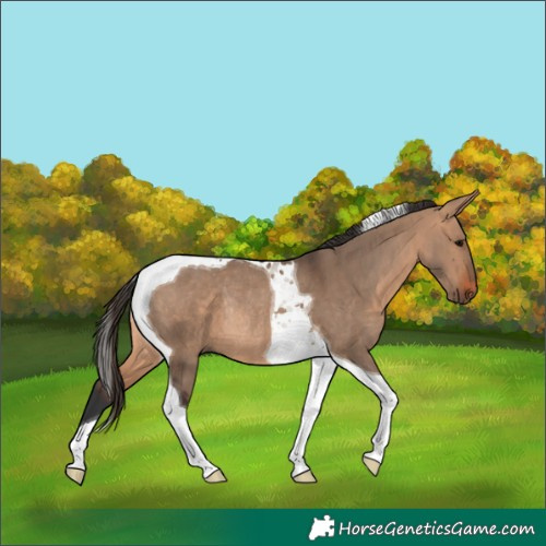 Horse Color:Bay Dun Tobiano Rabicano 