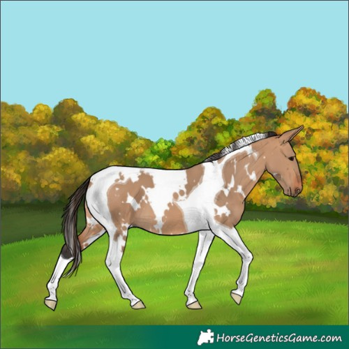Horse Color:White Spotted Bay Dun Tobiano 