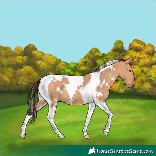 Horse Color:White Spotted Bay Dun Tobiano 