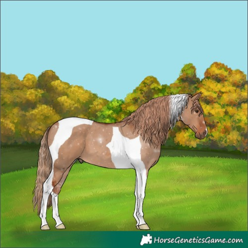 Horse Color:Red Dun Tobiano 