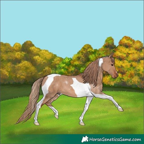 Horse Color:Red Dun Tobiano