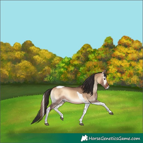 Horse Color:Bay Onyx Tobiano 