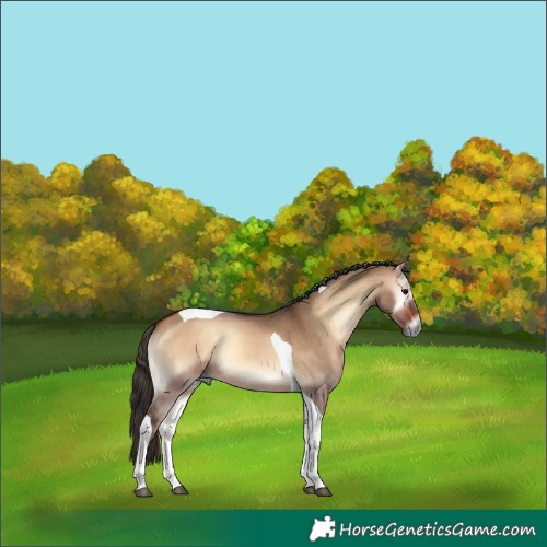 Horse Color:Bay Onyx Tobiano 