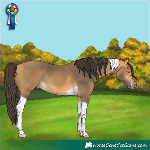 Horse Color:Buckskin Tobiano Rabicano 