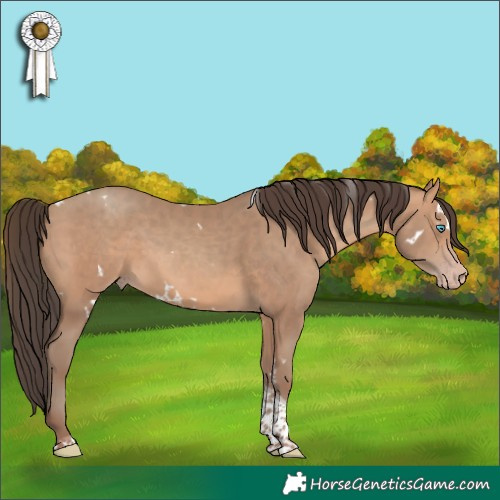 Horse Color:White Spotted Sable Champagne Tobiano 