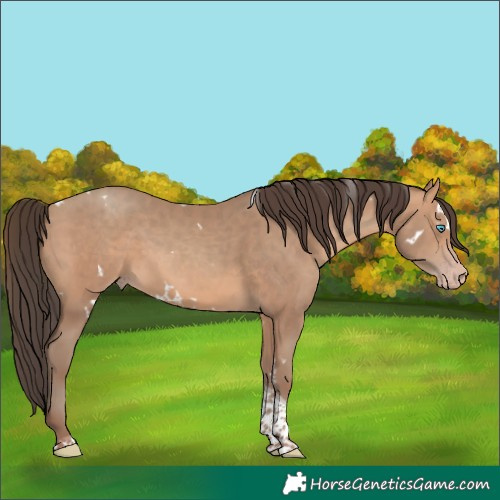 Horse Color:White Spotted Sable Champagne Tobiano 