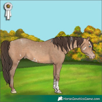 Horse Color:White Spotted Sable Champagne Tobiano 