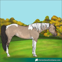 Horse Color:Brown Dun Tobiano
