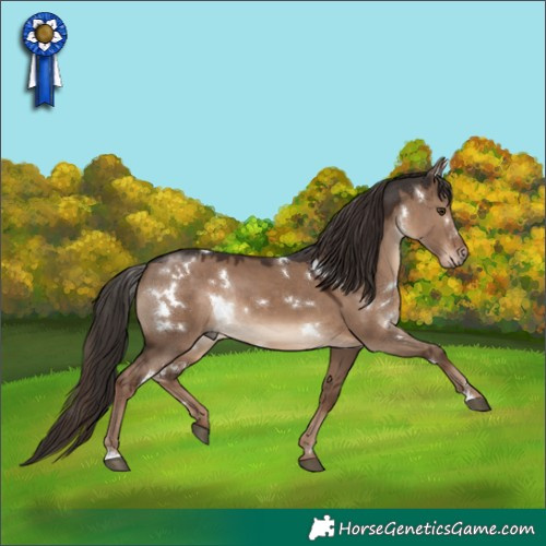 Horse Color:White Spotted Liver Red Dun Rabicano