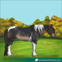 Horse Color:Brown Tobiano Rabicano