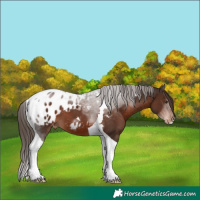 Horse Color:Liver Chestnut Tobiano Appaloosa