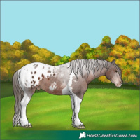Horse Color:Liver Chestnut Tobiano Appaloosa